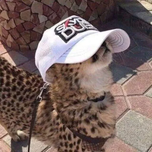 🧢 Стикер «Kittos» для Telegram