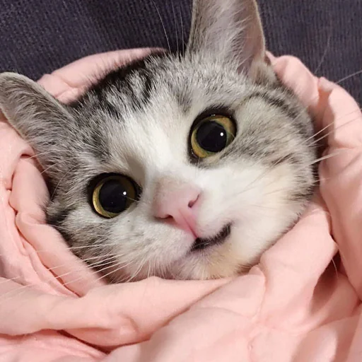 😊 Стикер «Kittos» для Telegram