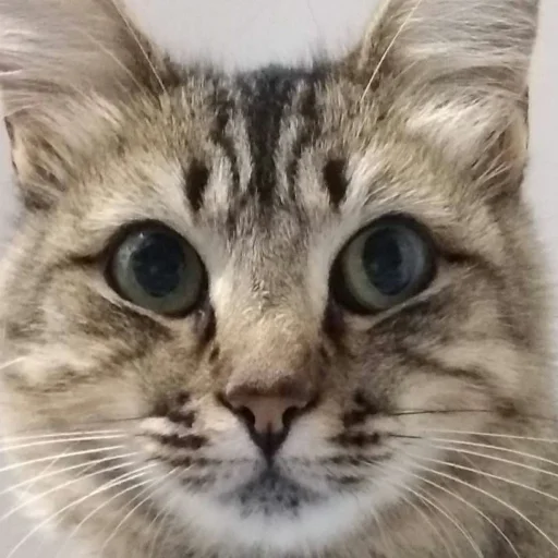 👀 Стикер «Kittos» для Telegram