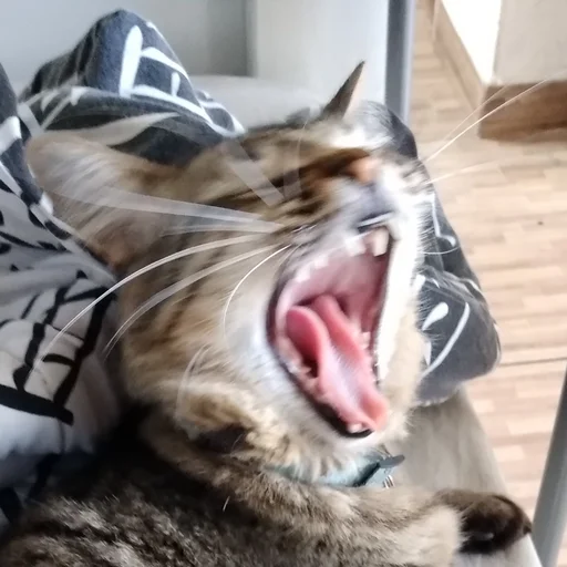 🤪 Стикер «Kittos» для Telegram