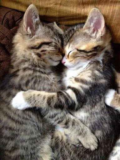 🥺 Стикер «Kittos» для Telegram