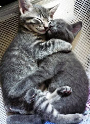 🥺 Стикер «Kittos» для Telegram