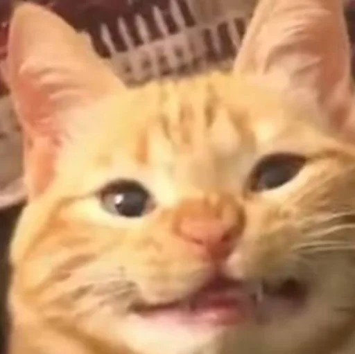 😁 Стикер «Kittos» для Telegram