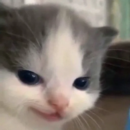 😏 Стикер «Kittos» для Telegram