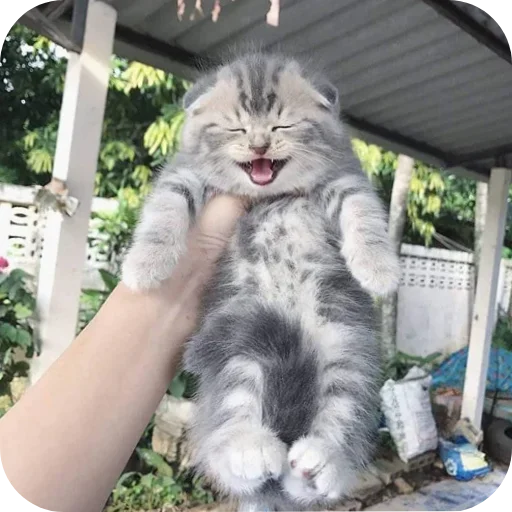 🥱 Стикер «Kittos» для Telegram