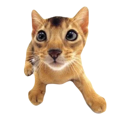💕 Стикер «cute kitty» для Telegram