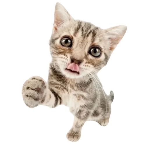 💕 Стикер «cute kitty» для Telegram