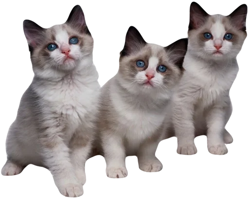 Стикерпак cute kitty для Telegram