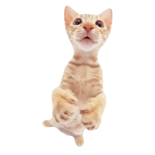 💕 Стикер «cute kitty» для Telegram
