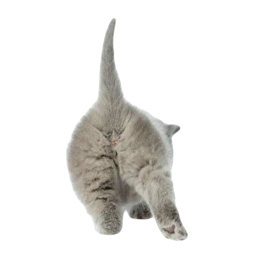 💕 Стикер «cute kitty» для Telegram