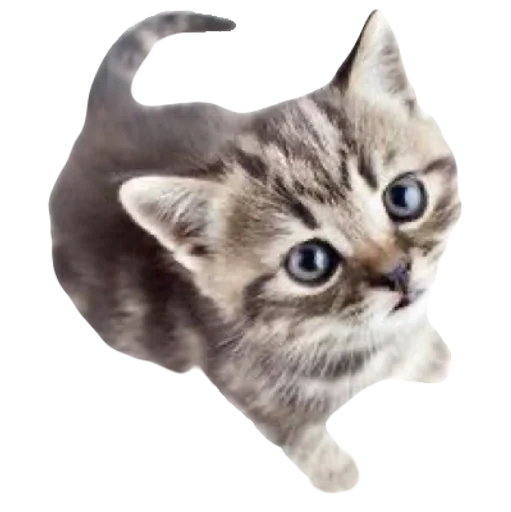 💕 Стикер «cute kitty» для Telegram