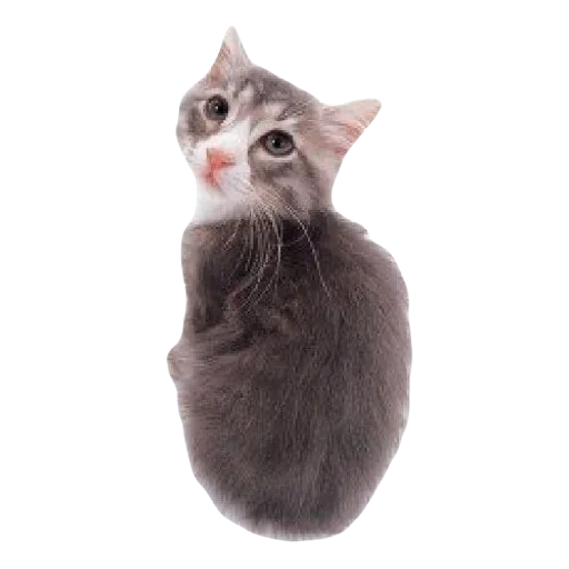 💕 Стикер «cute kitty» для Telegram