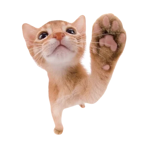 💕 Стикер «cute kitty» для Telegram