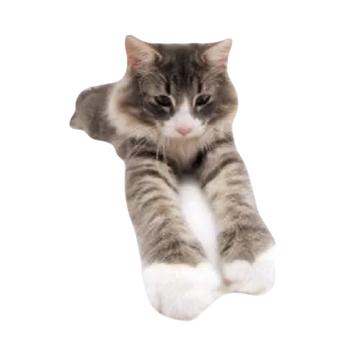 💕 Стикер «cute kitty» для Telegram
