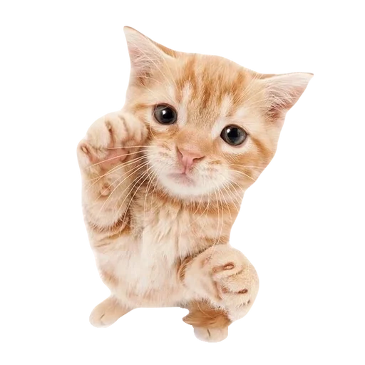 💕 Стикер «cute kitty» для Telegram