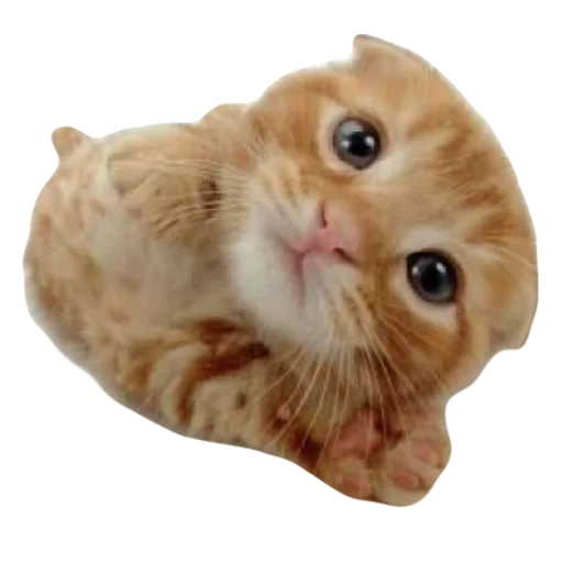 💕 Стикер «cute kitty» для Telegram