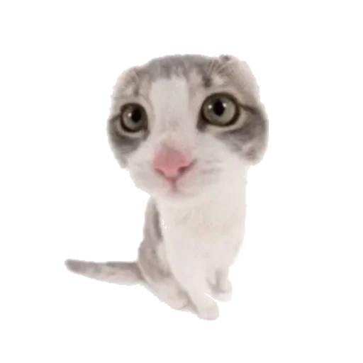 💕 Стикер «cute kitty» для Telegram