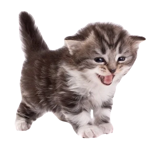 💕 Стикер «cute kitty» для Telegram