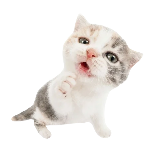 💕 Стикер «cute kitty» для Telegram
