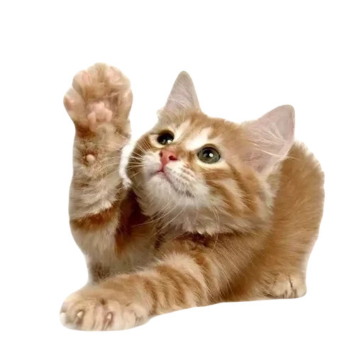 💕 Стикер «cute kitty» для Telegram