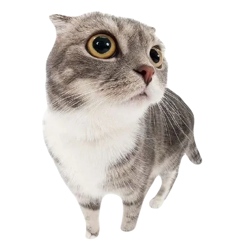 💕 Стикер «cute kitty» для Telegram