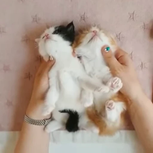 ❤️ Стикер «киськи 3» для Telegram