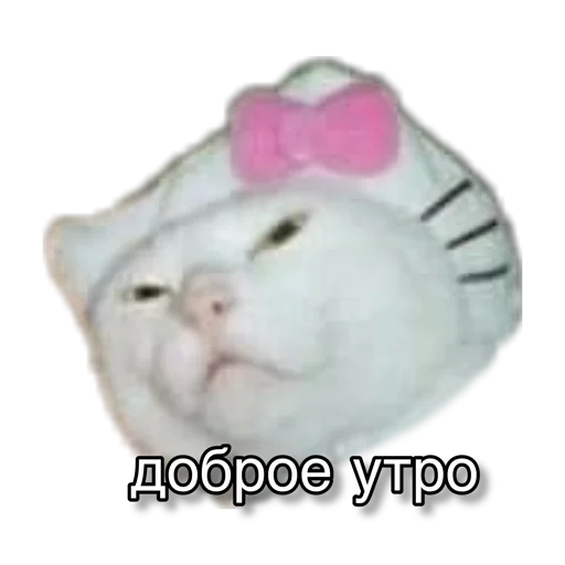 🤒 Стикер «pigandcat» для Telegram