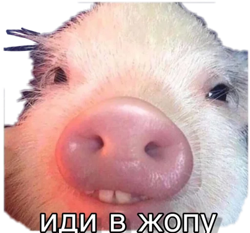😡 Стикер «pigandcat» для Telegram