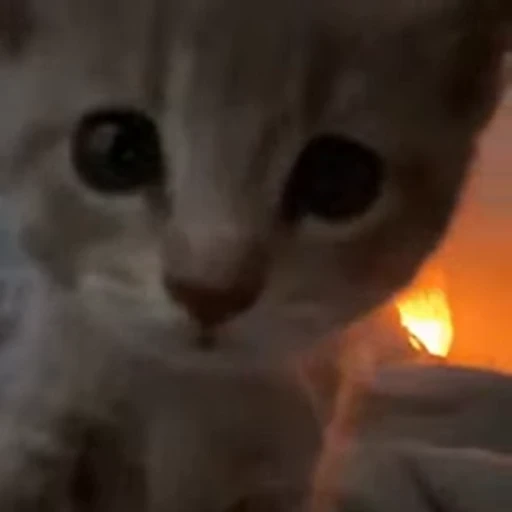 😺 Стикер «Кітті» для Telegram