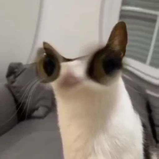 😼 Стикер «Кітті» для Telegram