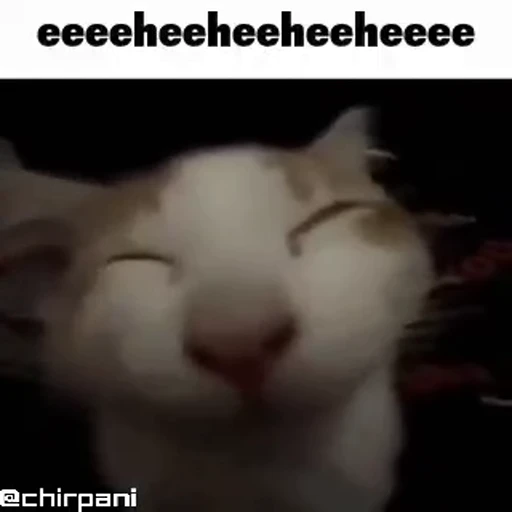 😸 Стикер «Кітті» для Telegram