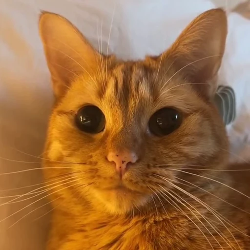 😼 Стикер «Кітті» для Telegram