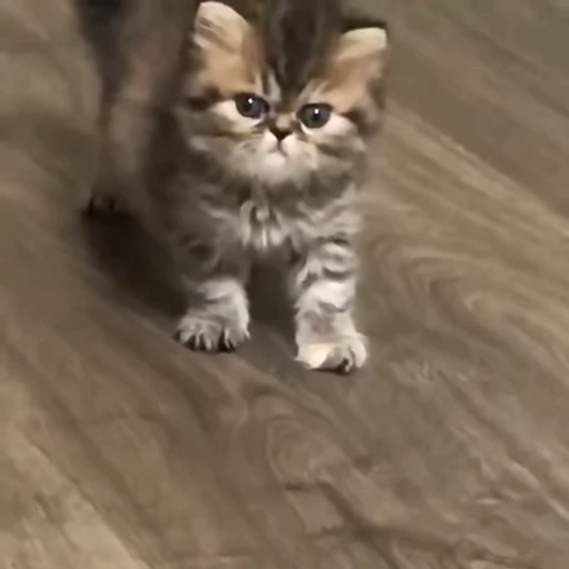 😾 Стикер «Кітті» для Telegram