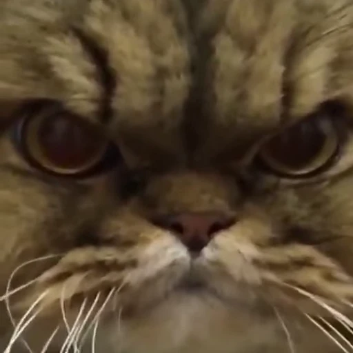 😾 Стикер «Кітті» для Telegram