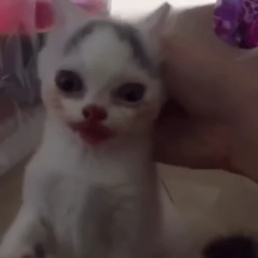 😼 Стикер «Кітті» для Telegram