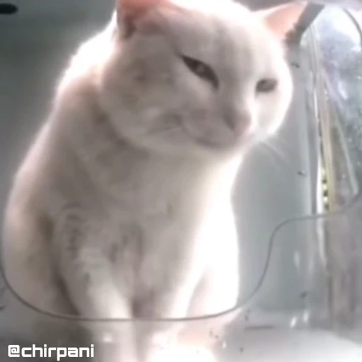 😼 Стикер «Кітті» для Telegram