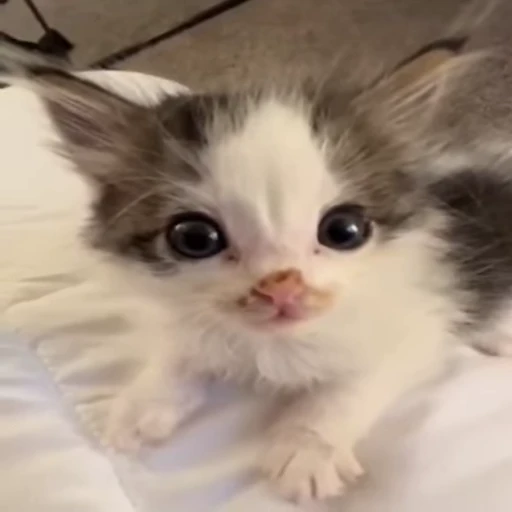 😼 Стикер «Кітті» для Telegram