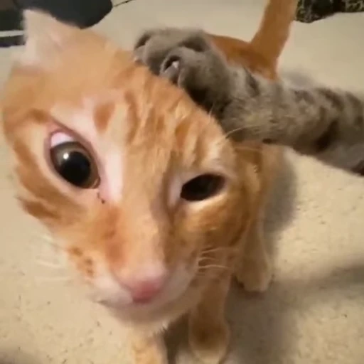 😿 Стикер «Кітті» для Telegram