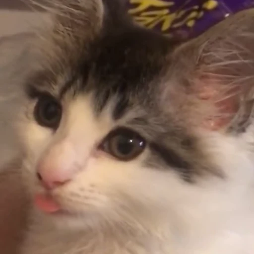 😼 Стикер «Кітті» для Telegram