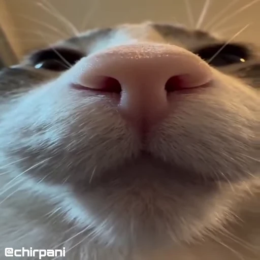 😺 Стикер «Кітті» для Telegram