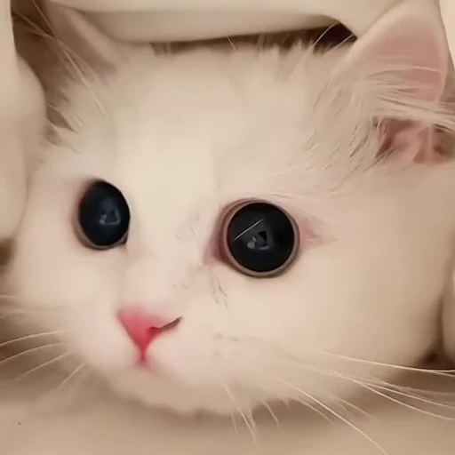 😻 Стикер «Кітті» для Telegram
