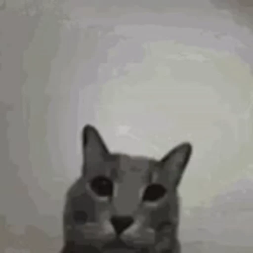 🖕 Стикер «Кітті» для Telegram