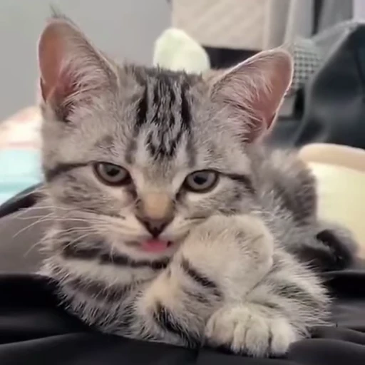 😜 Стикер «Кітті» для Telegram