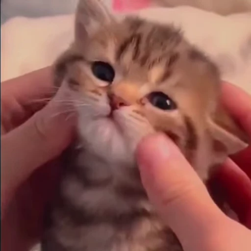 😸 Стикер «Кітті» для Telegram