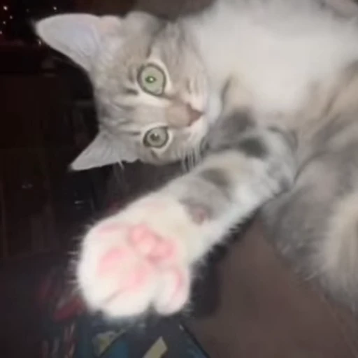 😼 Стикер «Кітті» для Telegram