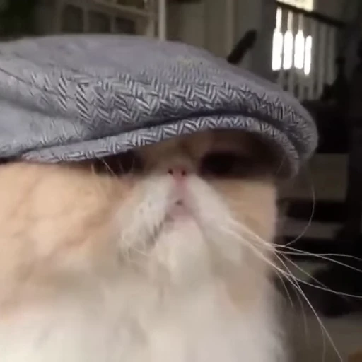 😼 Стикер «Кітті» для Telegram