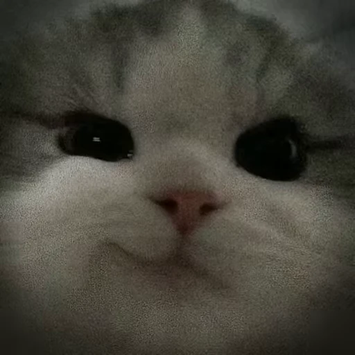😼 Стикер «Кітті» для Telegram