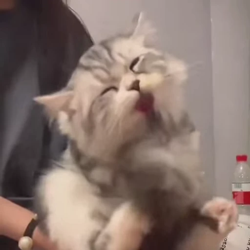 😸 Стикер «Кітті» для Telegram