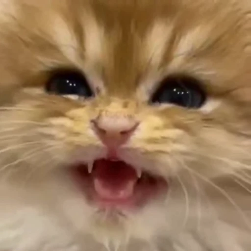 😺 Стикер «Кітті» для Telegram