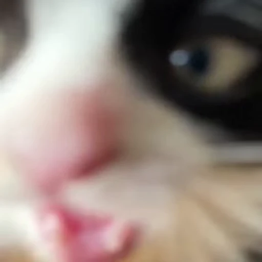 😼 Стикер «Кітті» для Telegram